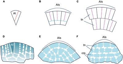 All together now: Cellular and molecular aspects of leaf development in lycophytes, ferns, and seed plants